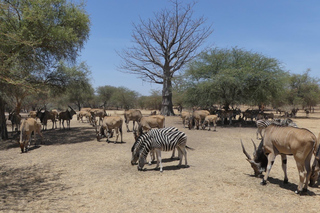 BANDIA WILDLIFE RESERVE